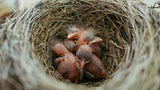 Nest with baby birds